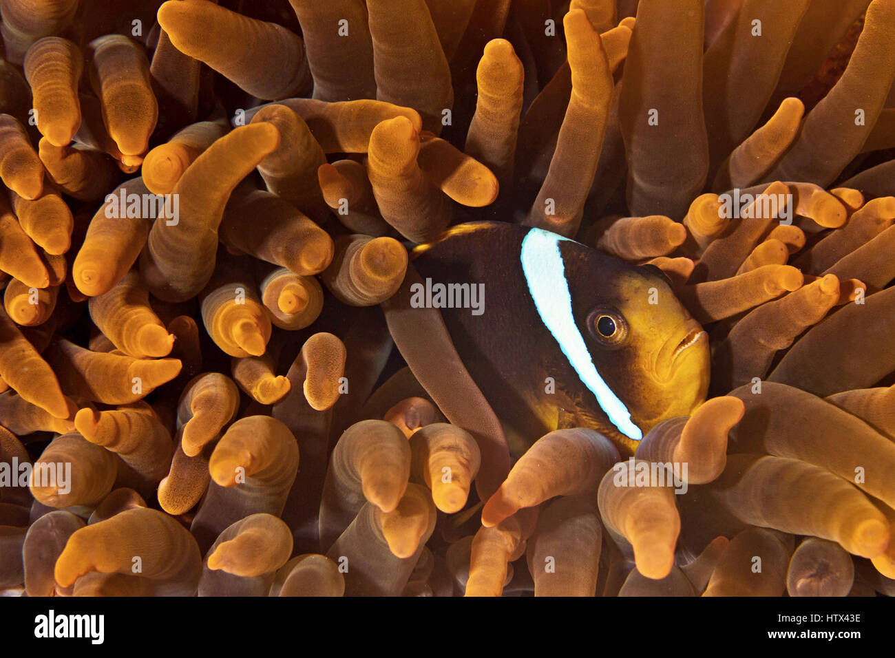 Red Sea clownfish (Amphiprion bicinctus) in a sea anemone, Red Sea, Egypt Stock Photo