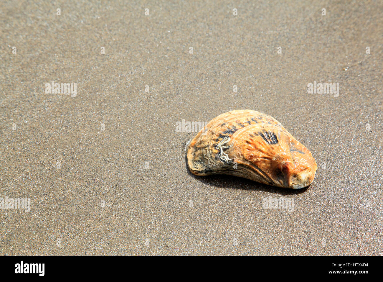 Shell on Barmouth sands, Barmouth, Wales, Europe Stock Photo