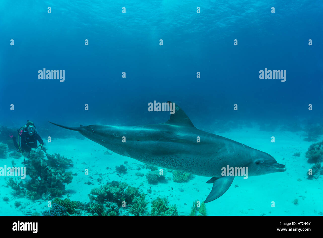 Bottlenose dolphin (Tursiops truncatus), Red Sea, Egypt Stock Photo