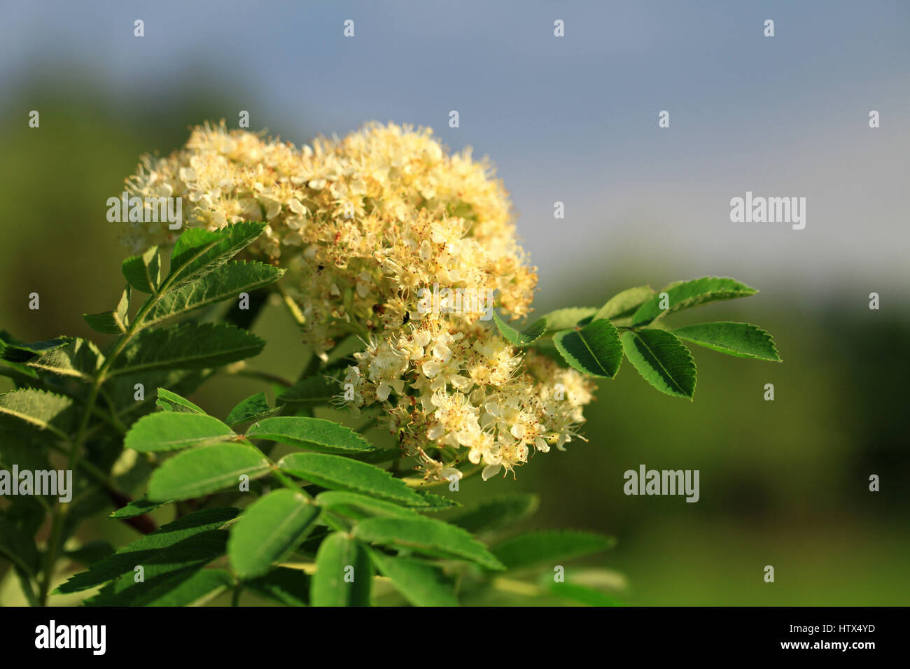 Species of Sorbus  are commonly known as whitebeam, rowan, service tree, and mountain-ash. Stock Photo