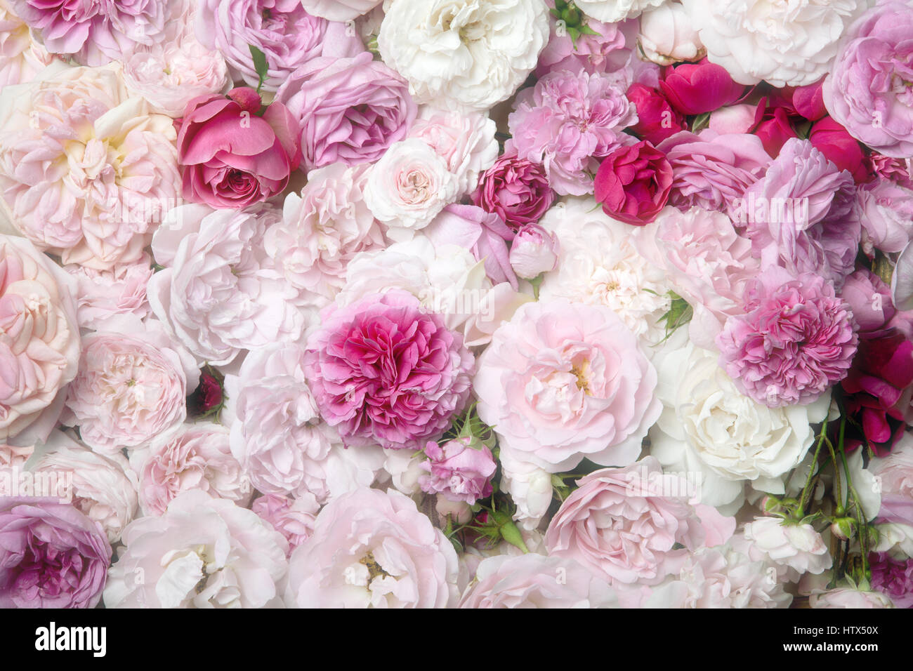 Pink Roses Classic Image of nostalgic vintage pink roses blossoms Stock Photo - Alamy