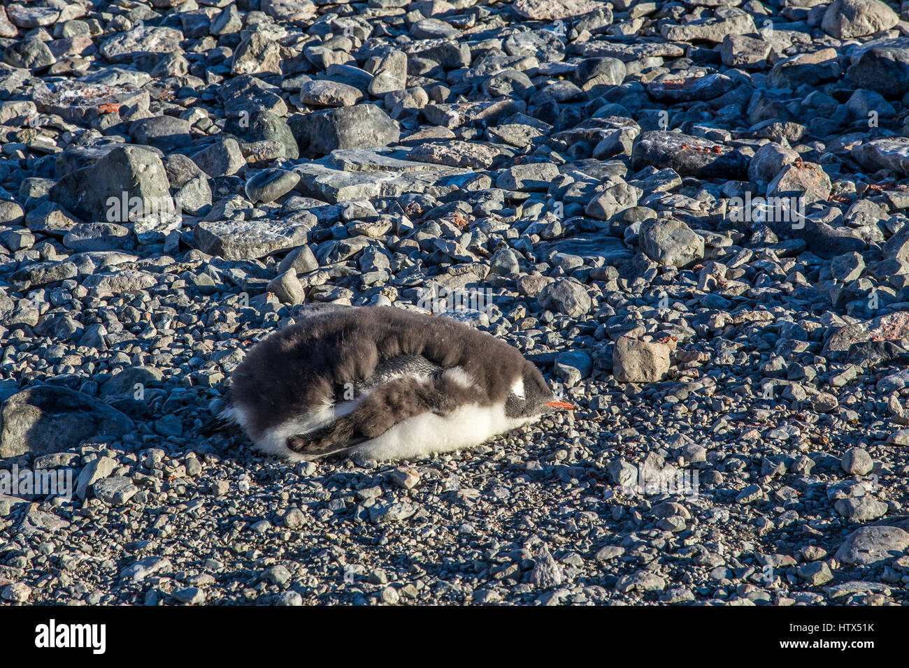 Cute gentoo penguin chick sleeping on the rocks, South Shetland Islands, Antarctica Stock Photo