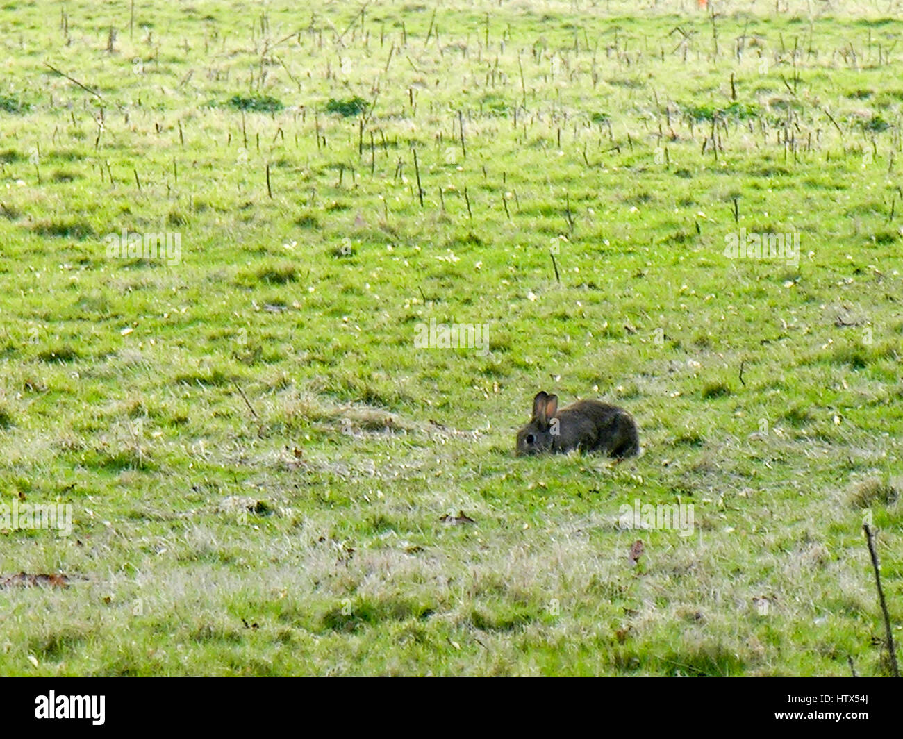 A peaceful rabbit grazes on a field in the distance. Stock Photo