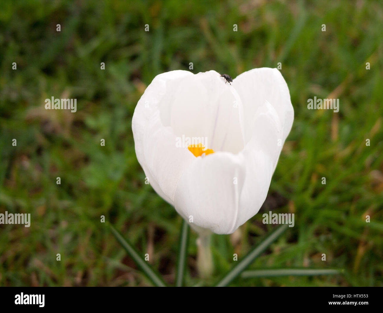 A lovely close-up of a white tulip Stock Photo - Alamy