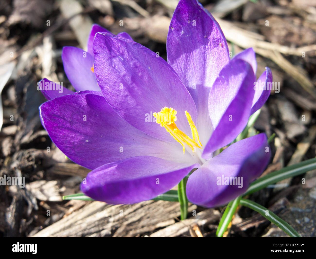 A gorgeous close-up macro of a purple flower with a yellow centre. Stock Photo