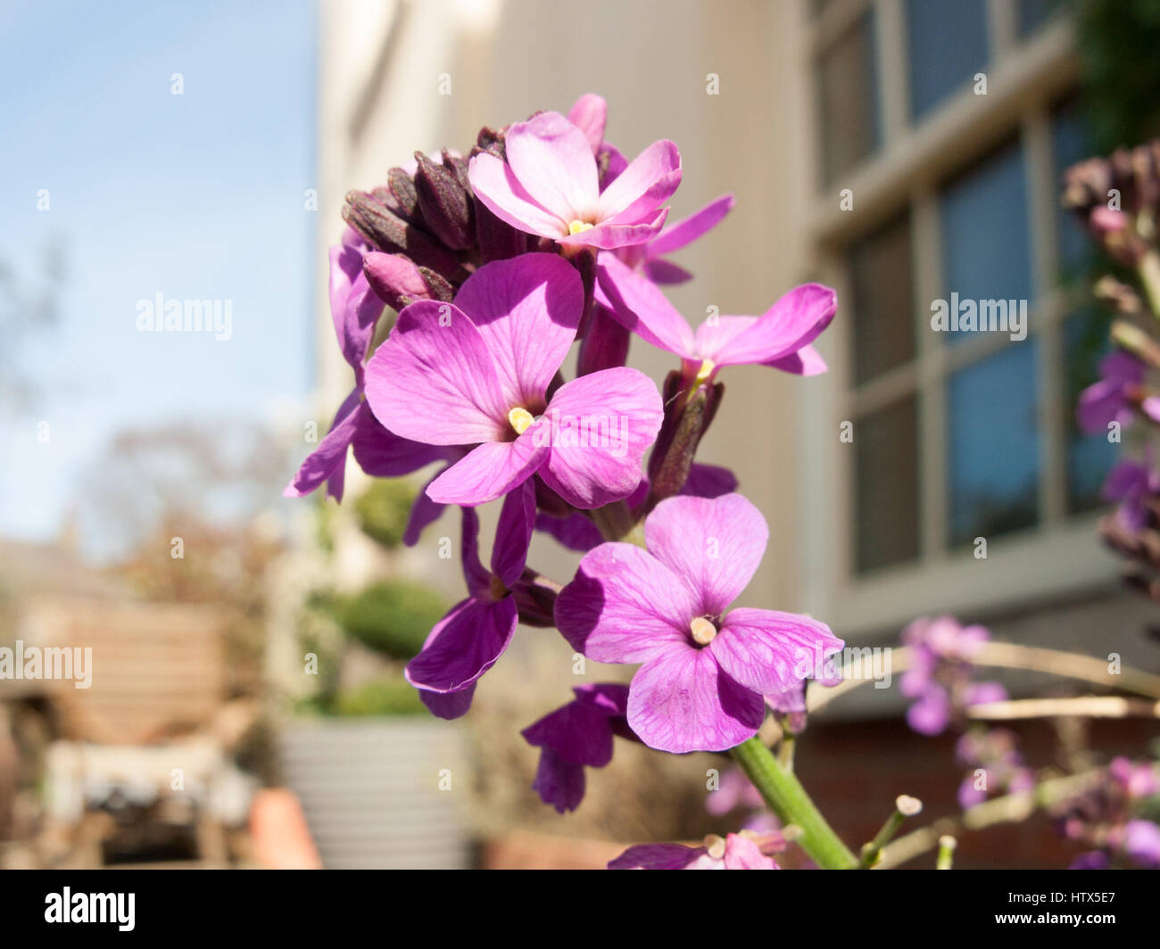 A shot of some purple flowers up close. Stock Photo