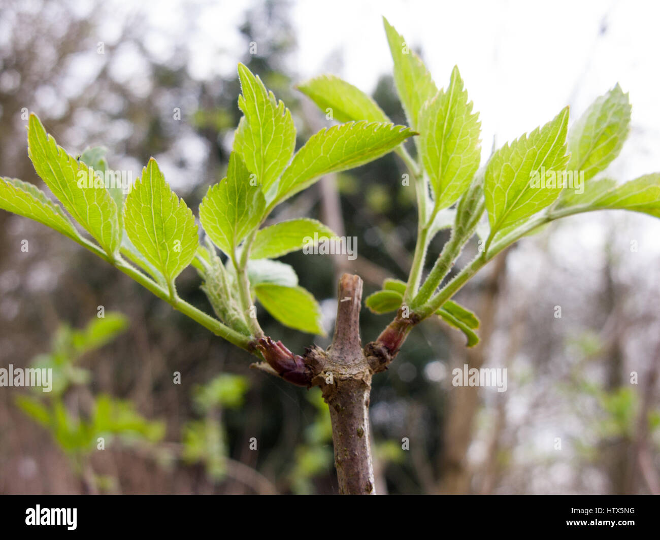 Some new shoots arising in spring time Stock Photo