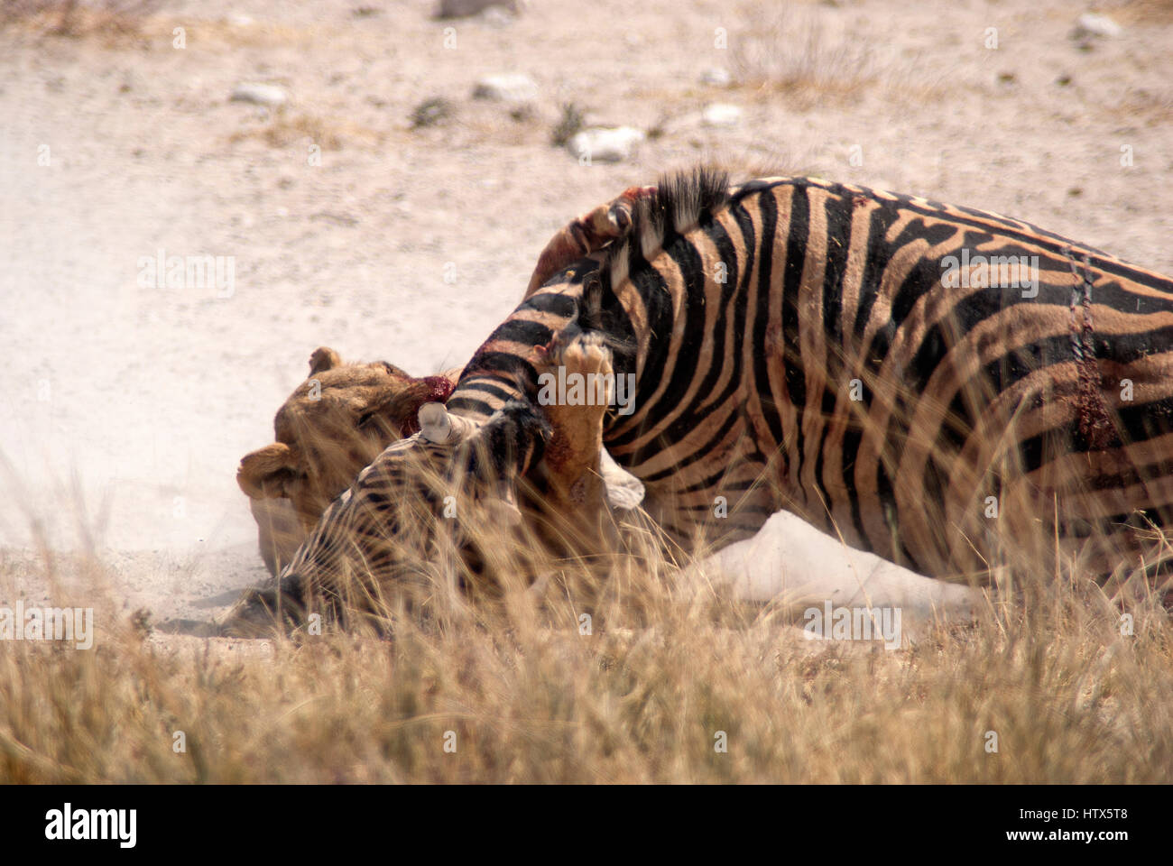 Lioness killing a zebra at Salvadora waterhole, after twenty minutes
