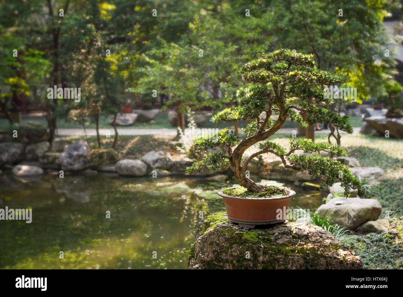 Bonsai on a rock by a pond surrounded by trees, Chengdu, China Stock Photo