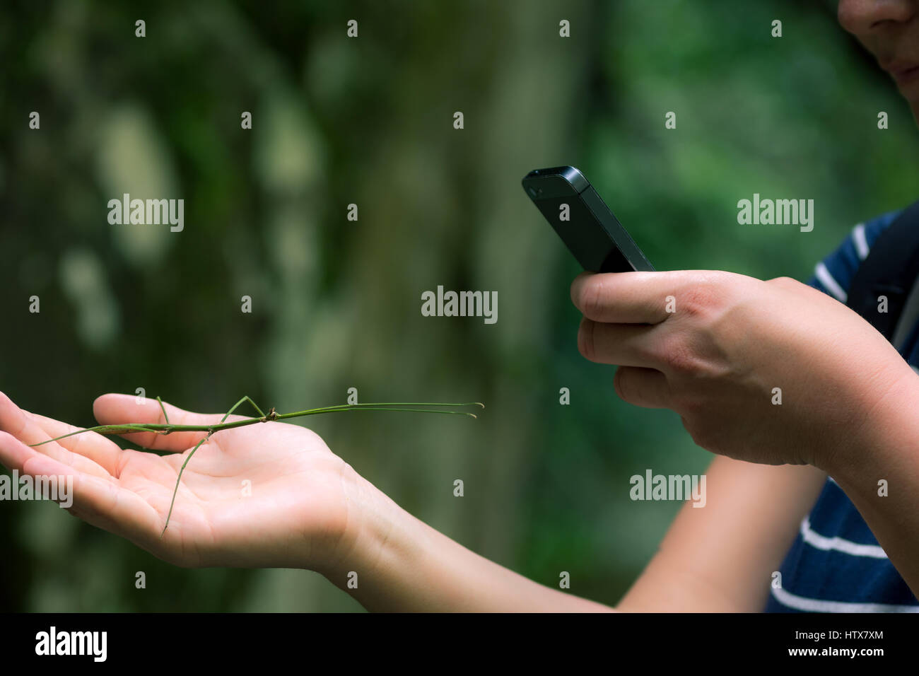 A young woman with a stick insect in one hand and taking photos on her smart phone with the other. Stock Photo