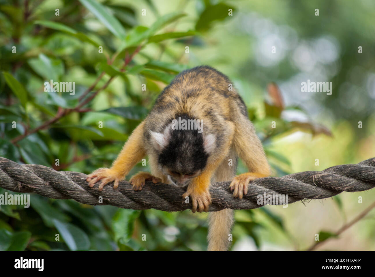 Squirrel Monkey holding on! Stock Photo