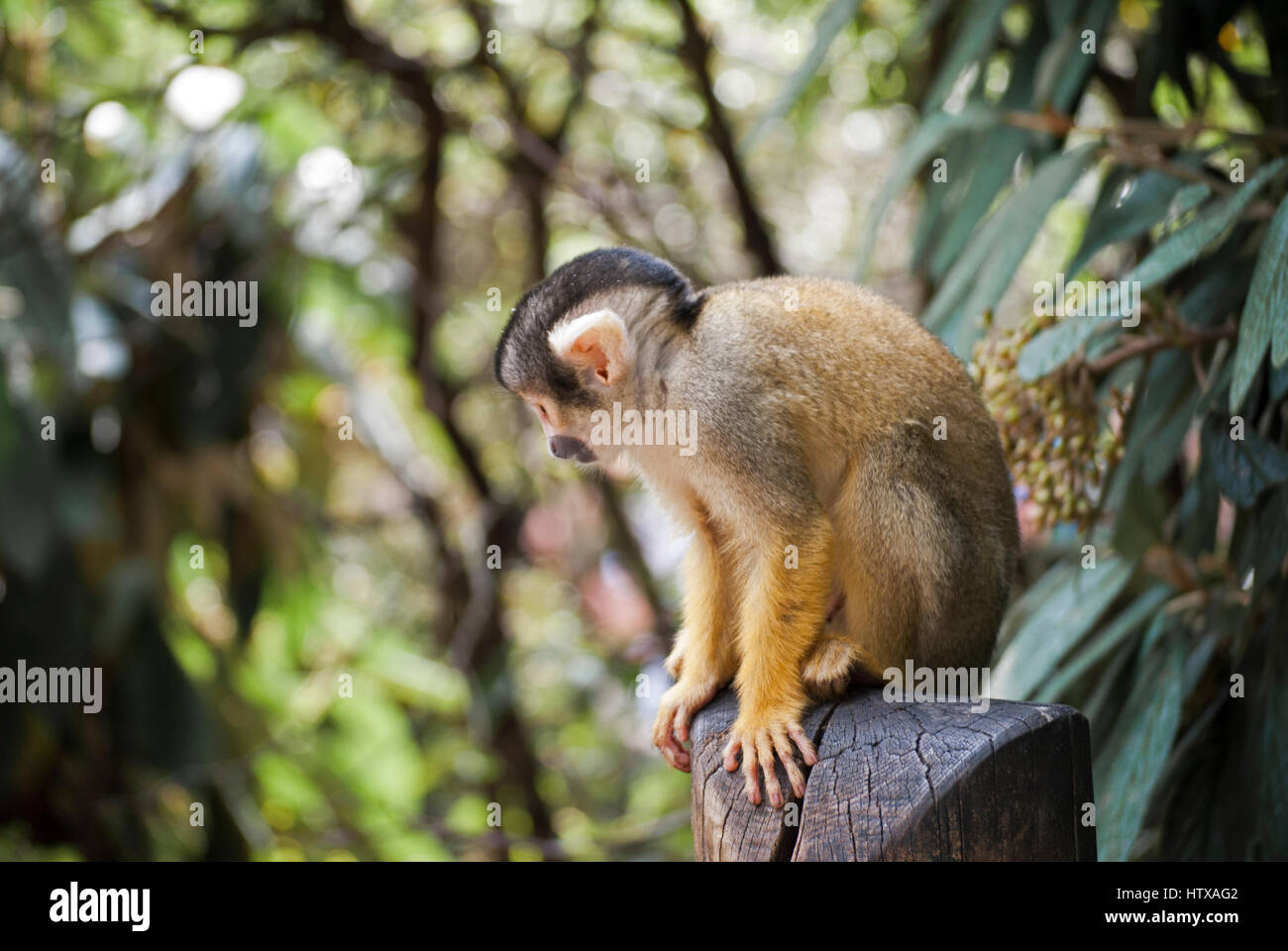 Squirrel Monkey holding on! Stock Photo