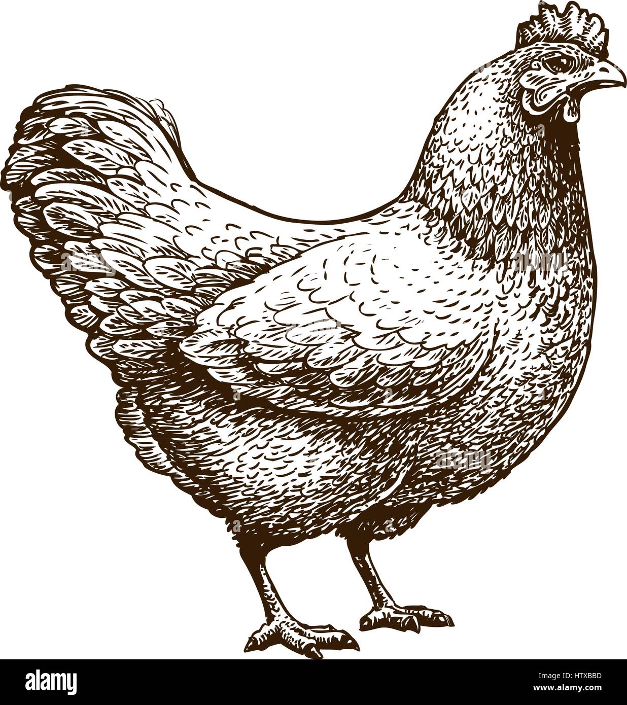 Handdrawn Chicken Hen Poultry Broiler Farm Stock Vector Royalty Free  1425746495  Shutterstock