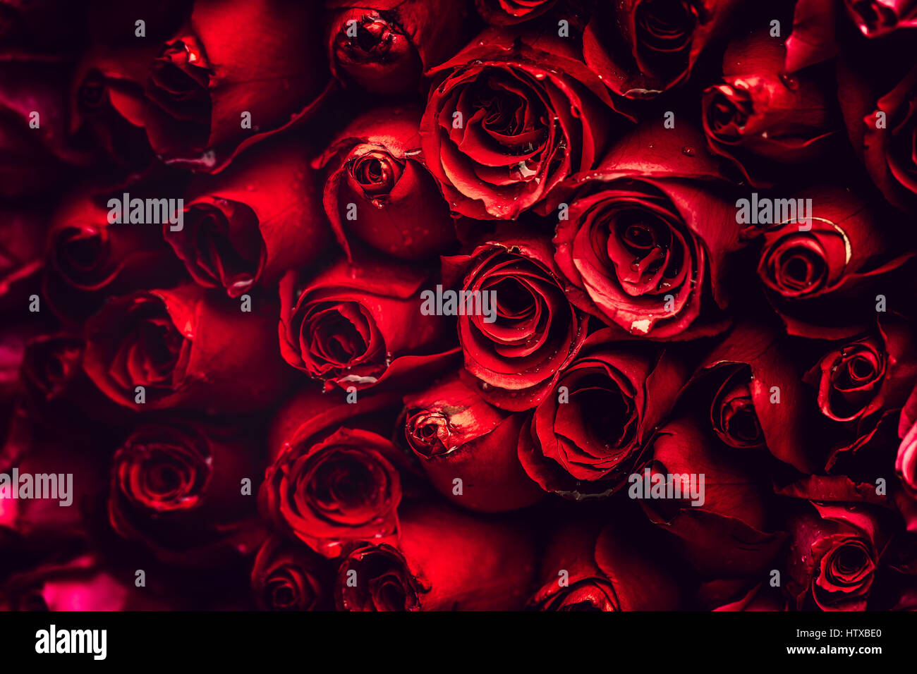 Rose flower highlight Stock Photo - Alamy