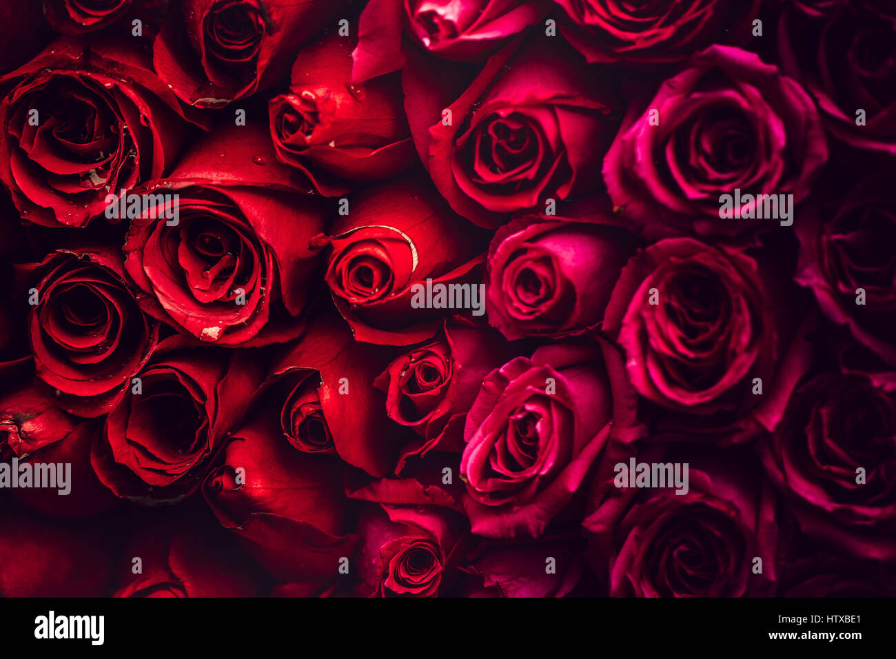 Rose flower highlight Stock Photo - Alamy