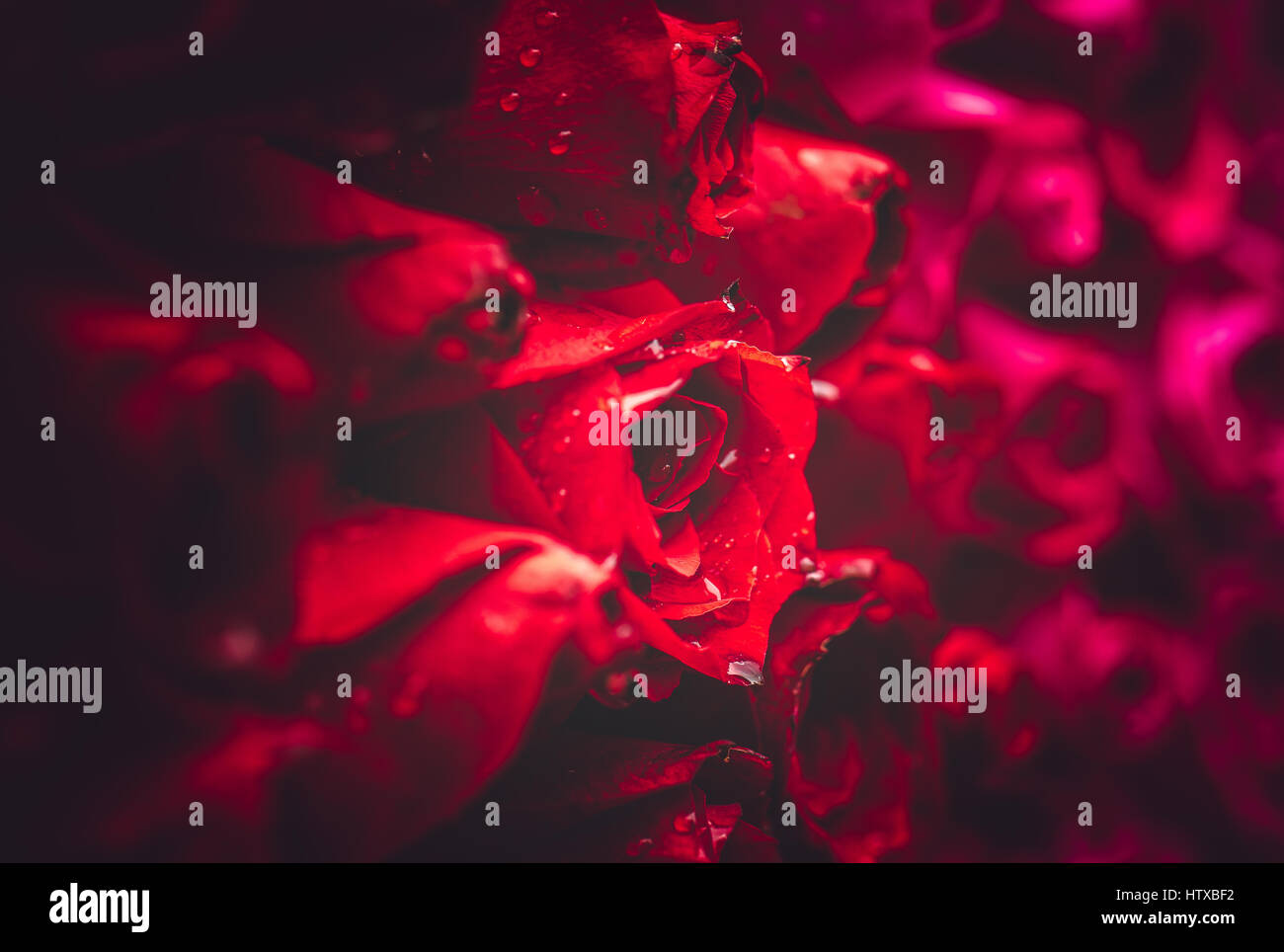 Rose flower highlight Stock Photo - Alamy