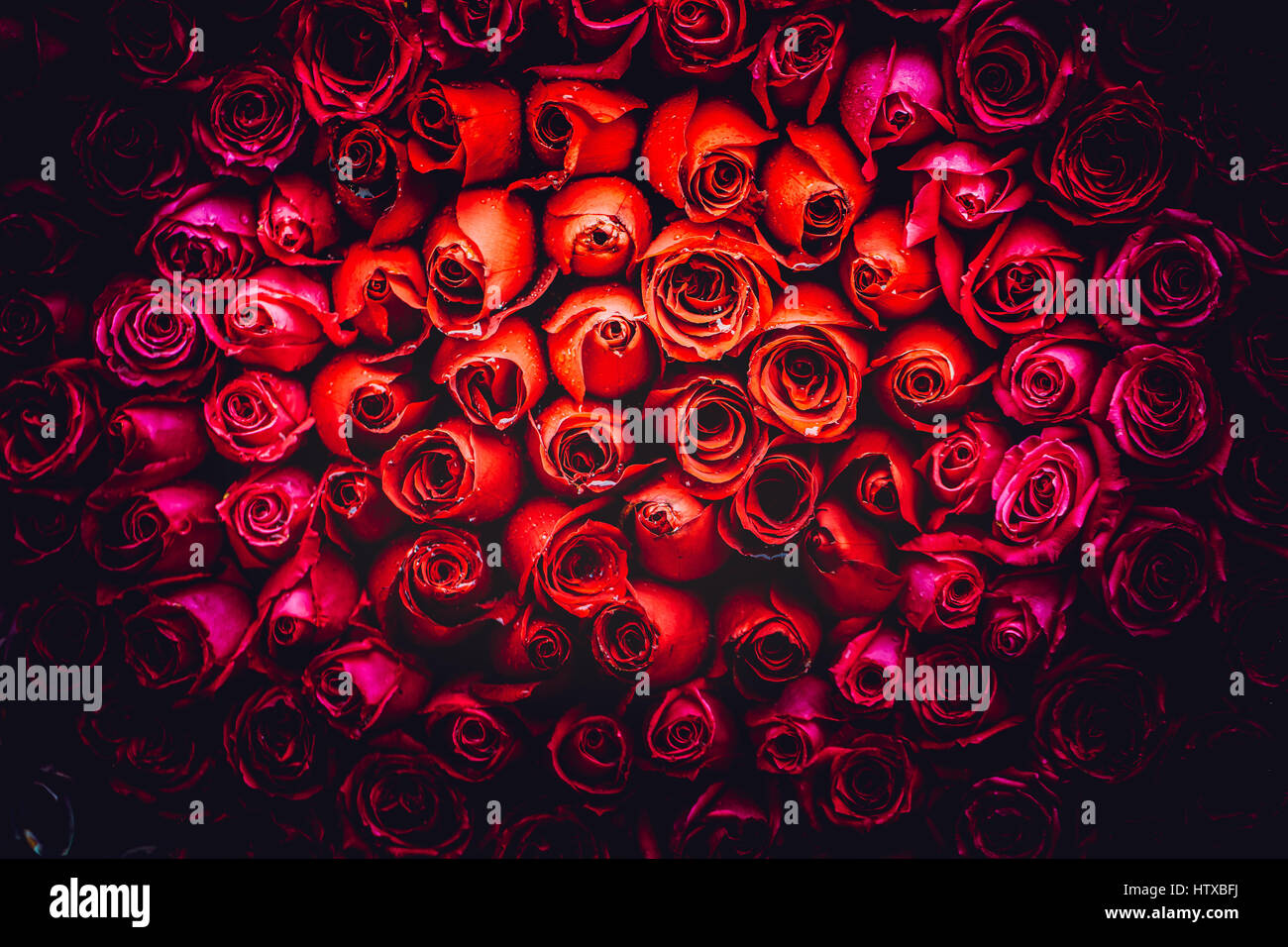 Rose flower highlight Stock Photo - Alamy