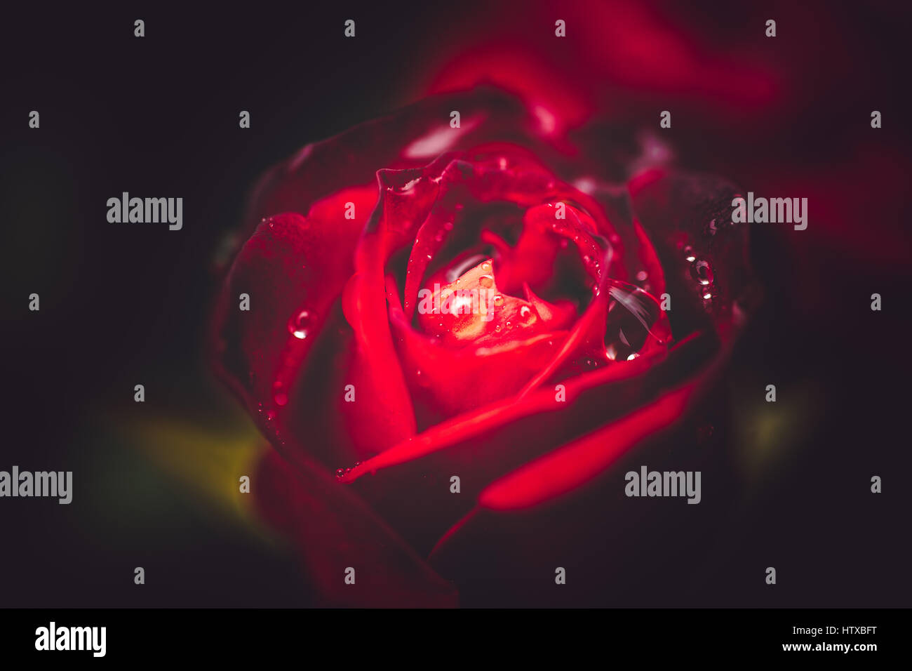 Rose flower highlight Stock Photo - Alamy
