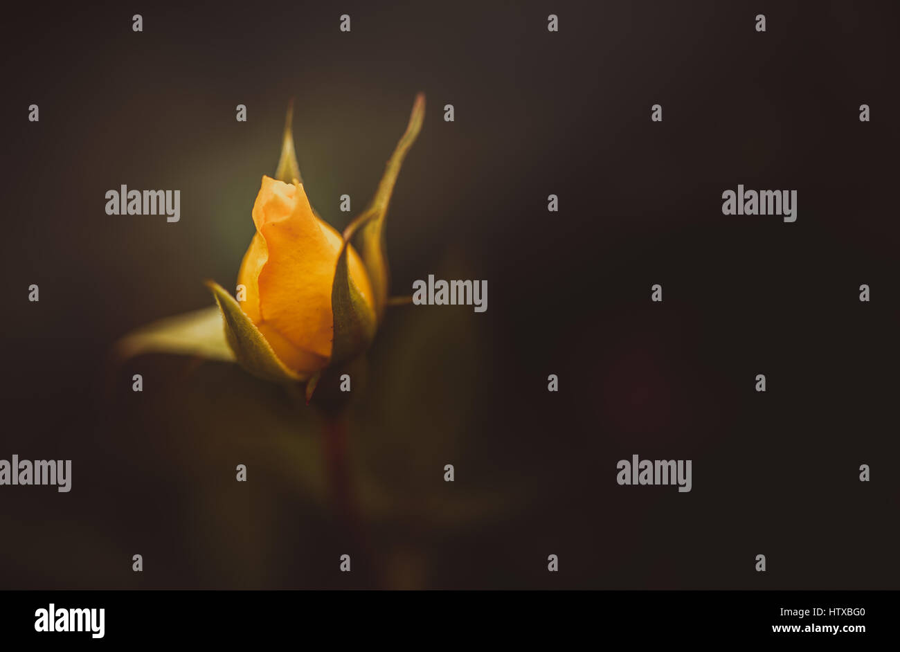 Rose flower highlight Stock Photo - Alamy