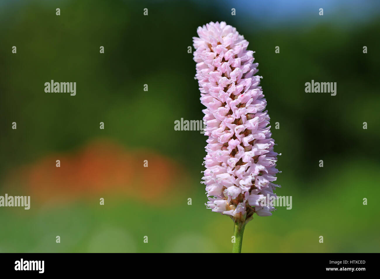 Pink Persicaria bistorta or Polygonum bistorta flower close up in garden at spring, selective focus, copy space left. Stock Photo