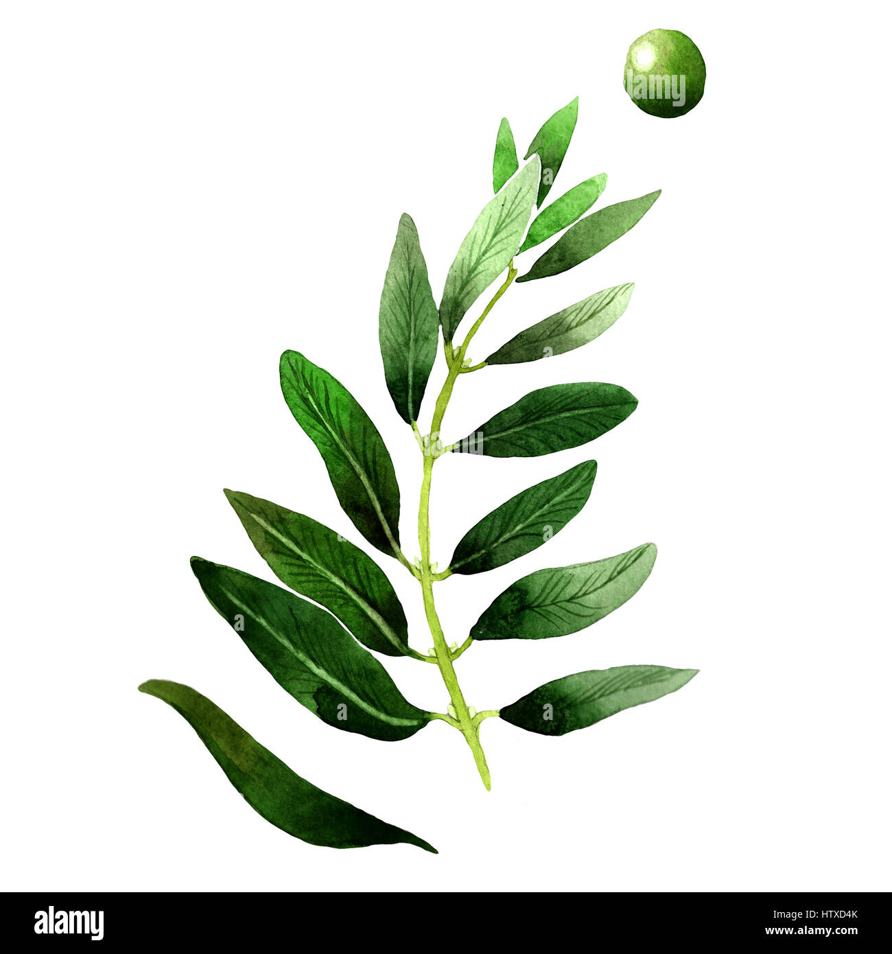 Olive tree in a watercolor style isolated Stock Photo - Alamy