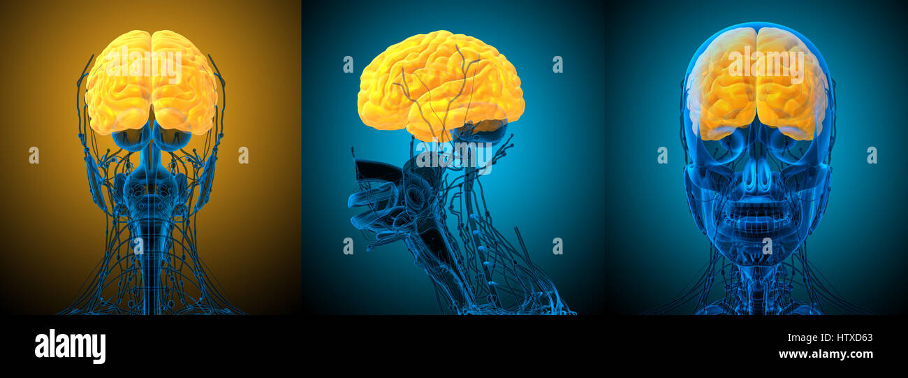 3d rendering medical illustration of the brain Stock Photo - Alamy