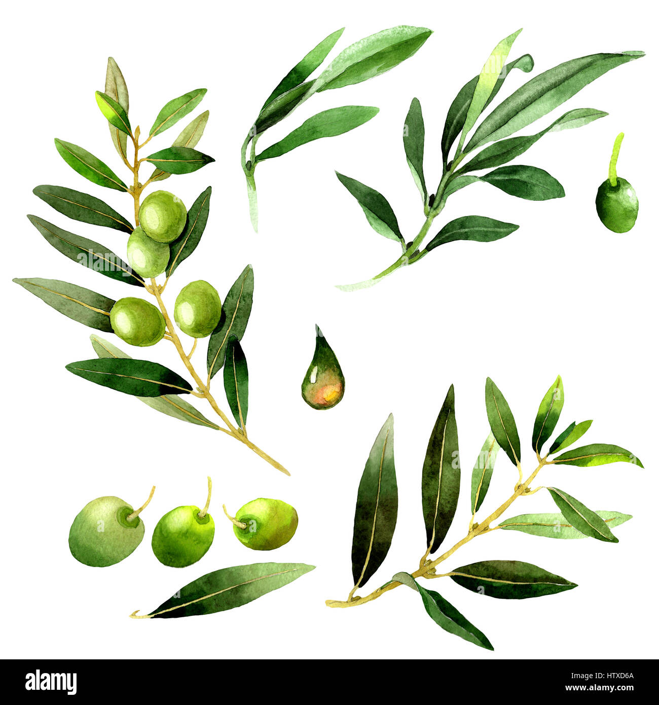 Olive tree in a watercolor style isolated Stock Photo - Alamy