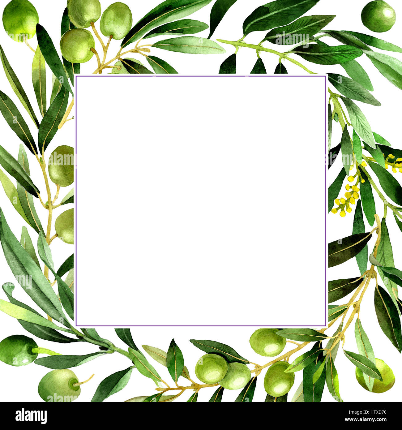 Olive tree frame in a watercolor style isolated Stock Photo - Alamy