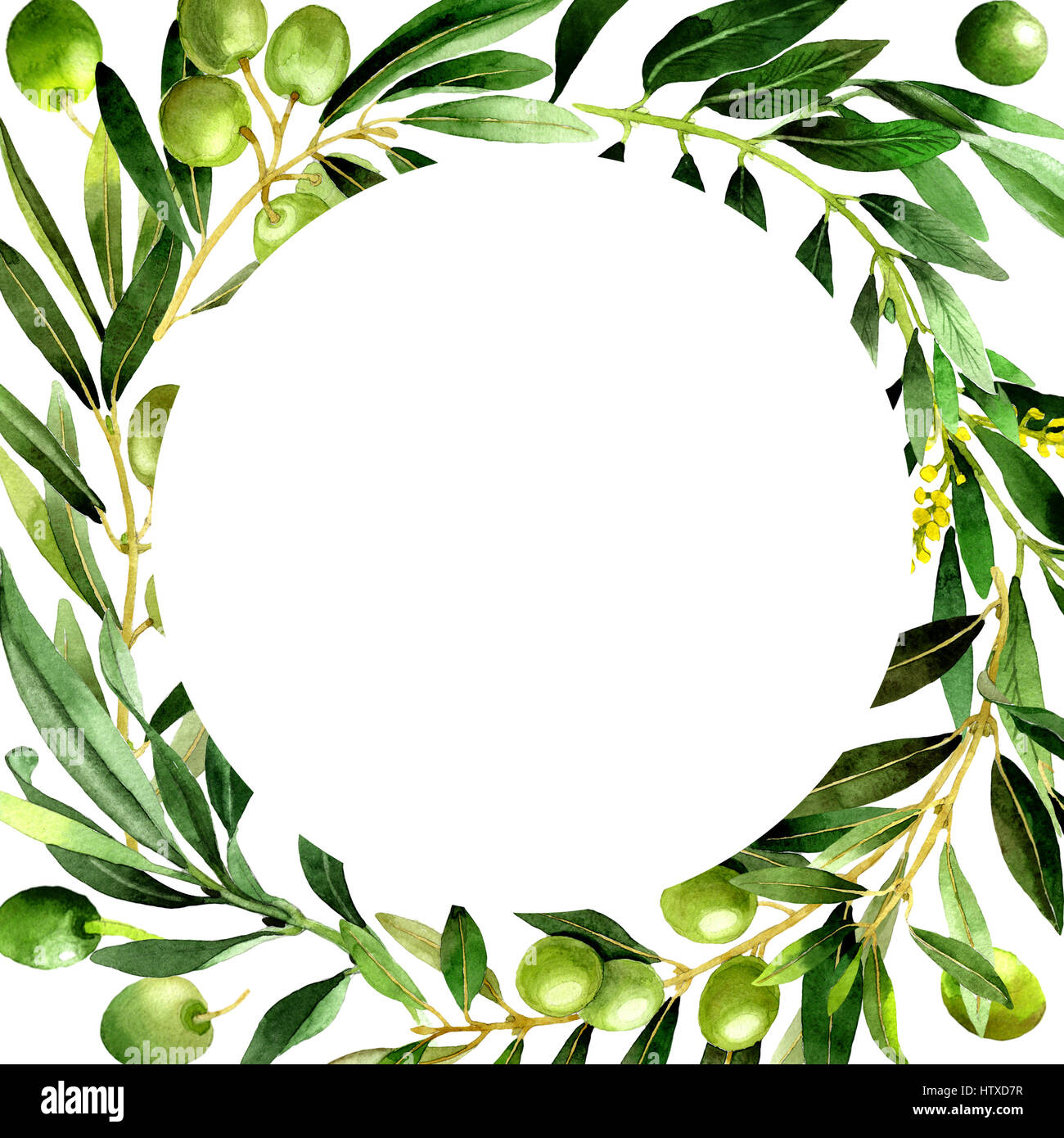 Olive tree frame in a watercolor style isolated Stock Photo - Alamy