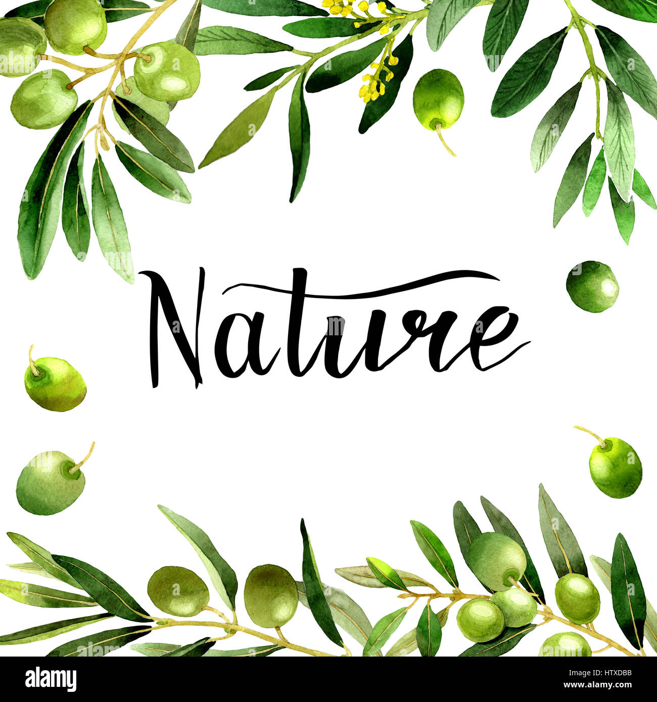 Olive tree frame in a watercolor style isolated Stock Photo - Alamy