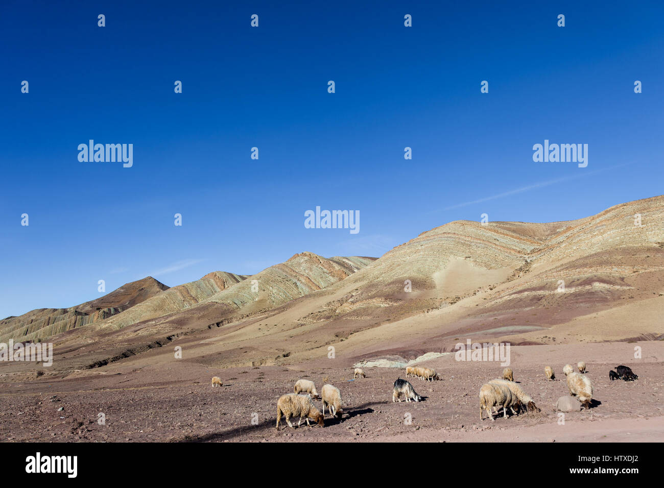 Sheep and goats grazing on stony ground plains on slopes of High Atlas ...