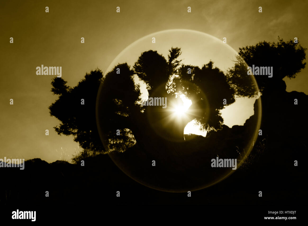 Sunset or sunrise through silhouette of an old tree in the desert. Backlit with halo effect. Stock Photo
