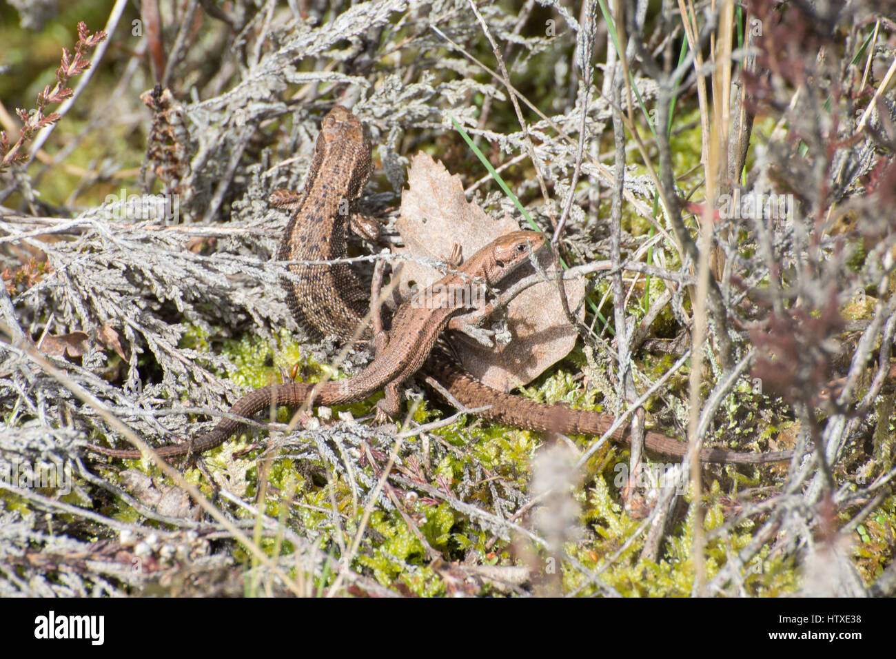 Two common or viviparous lizards (Zootoca vivipara) basking Stock Photo