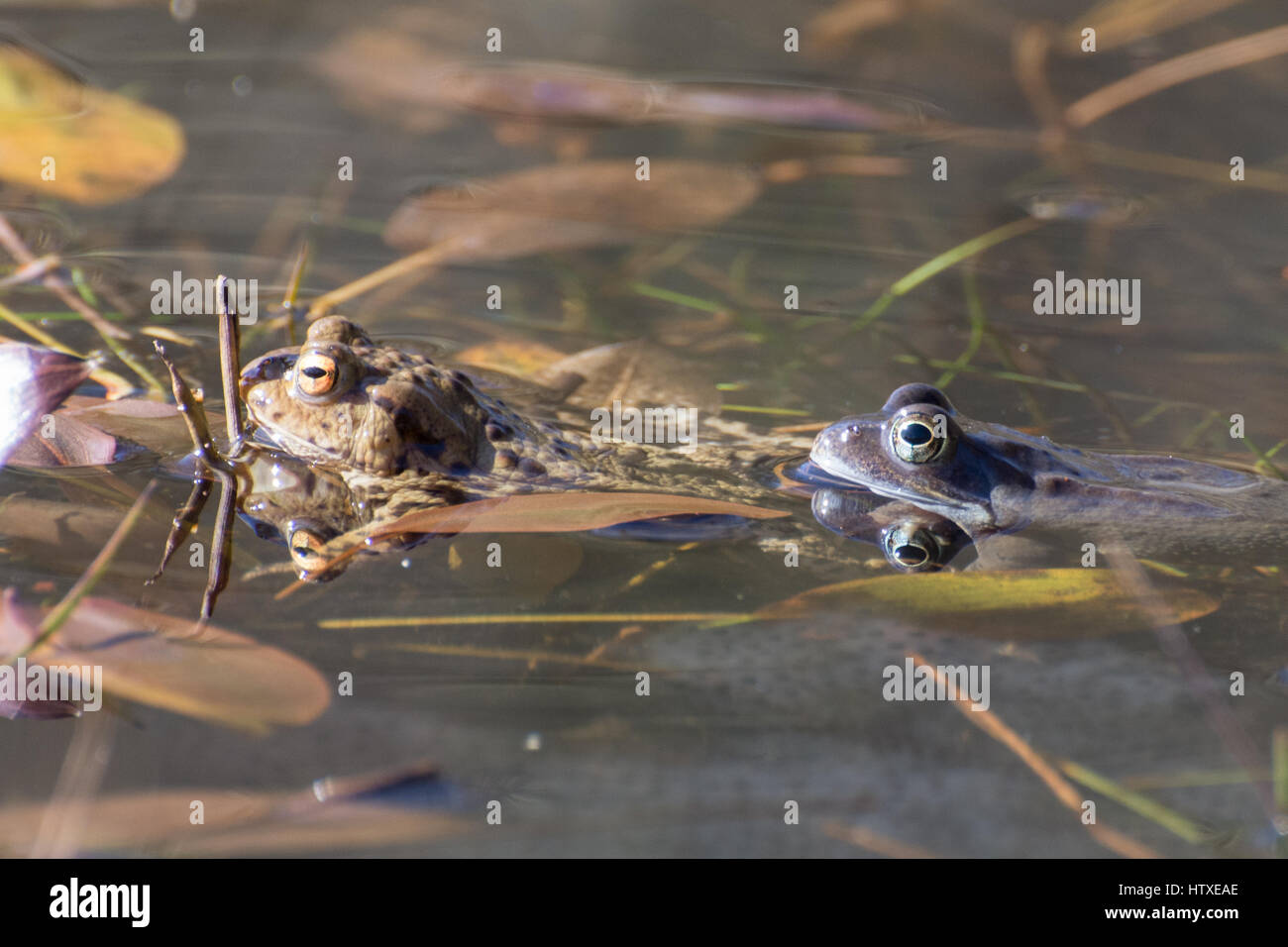 Common frog (Rana temporaria) and common toad (Bufo bufo) in a breeding pond in Berkshire