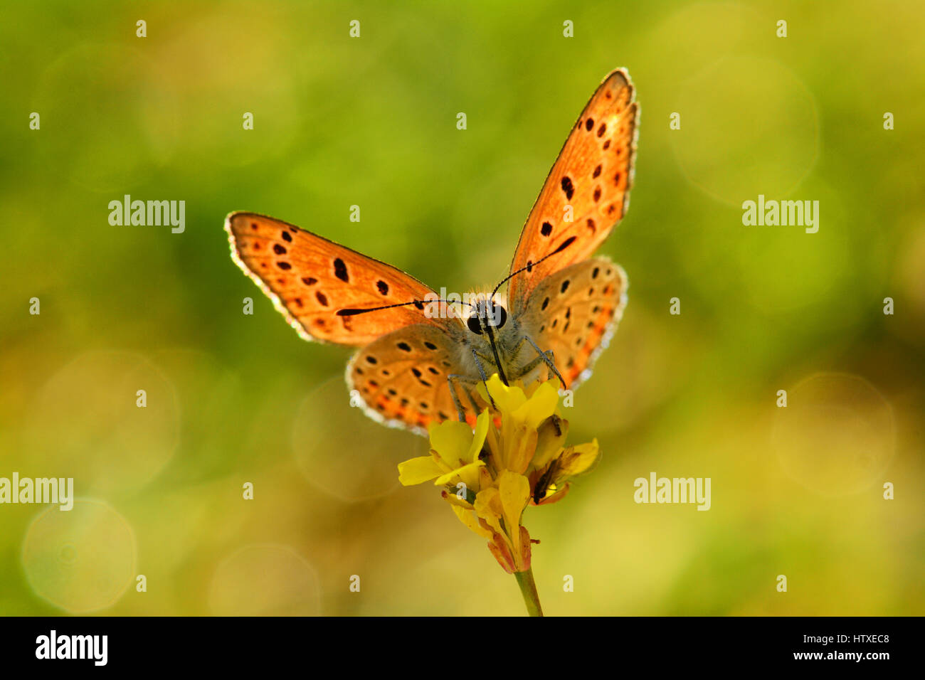 Lesser Fiery Copper butterfly Stock Photo