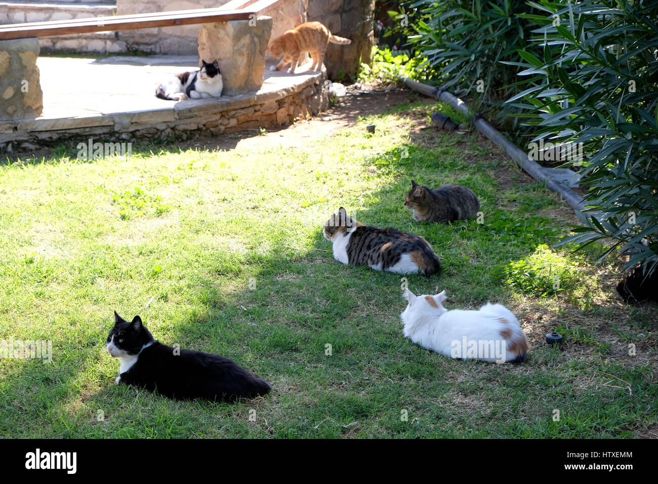 Feral cats lying up in the shade.  Near to the market in Ano Pafos, Cyprus Stock Photo
