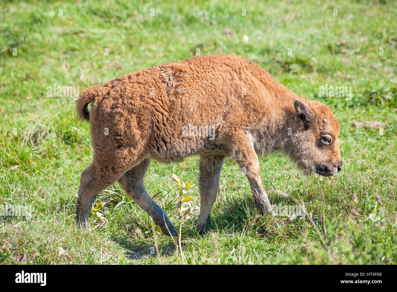 Baby buffalo (calf) walking on green grass. Stock Photo