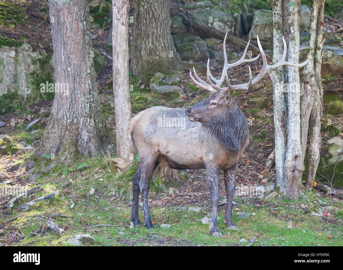 This is a male elk in the woods on a fall day Stock Photo Alamy