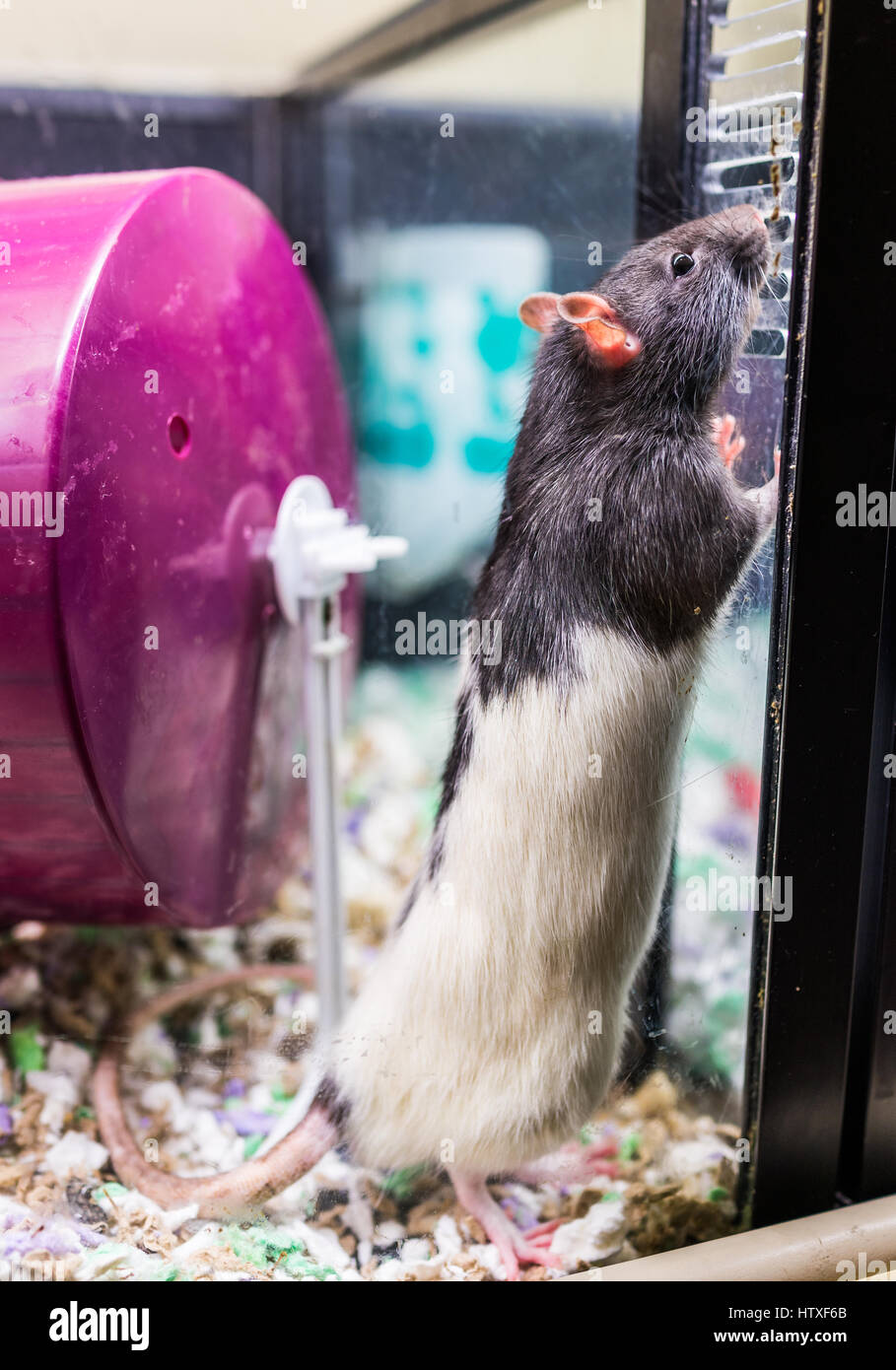 rat glass cage