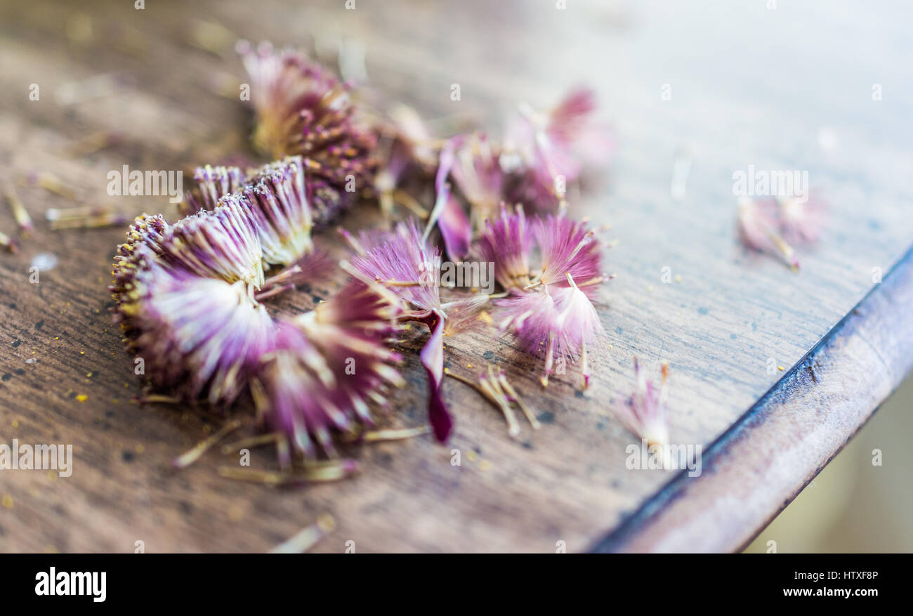 Gerbera seeds hi-res stock photography and images - Alamy