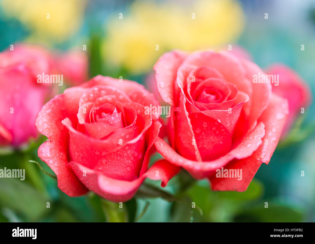 Bouquet Red Roses Water Drops High Resolution Stock Photography and ...