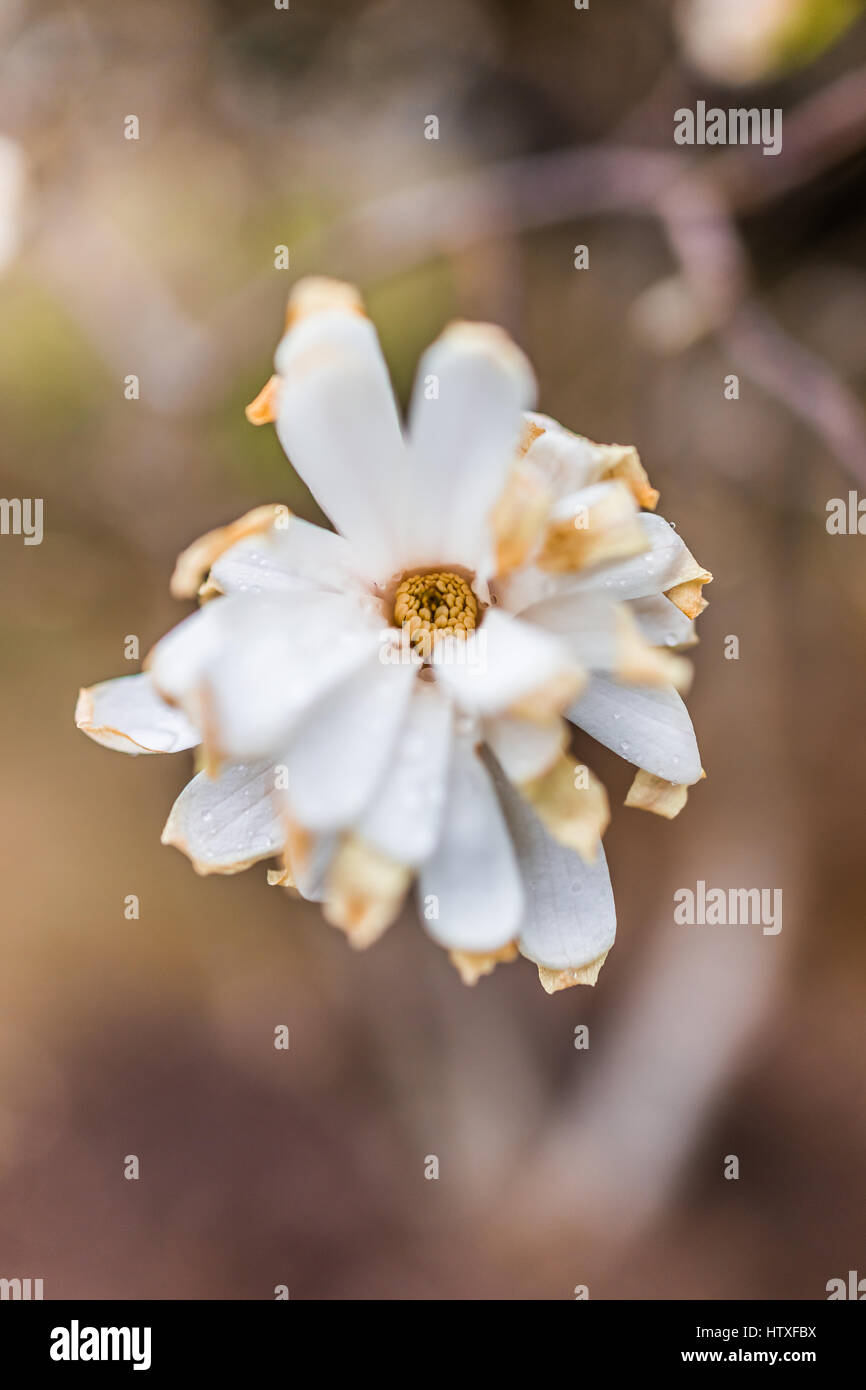 One white magnolia flower with shriveled brown dried leaves in early spring Stock Photo