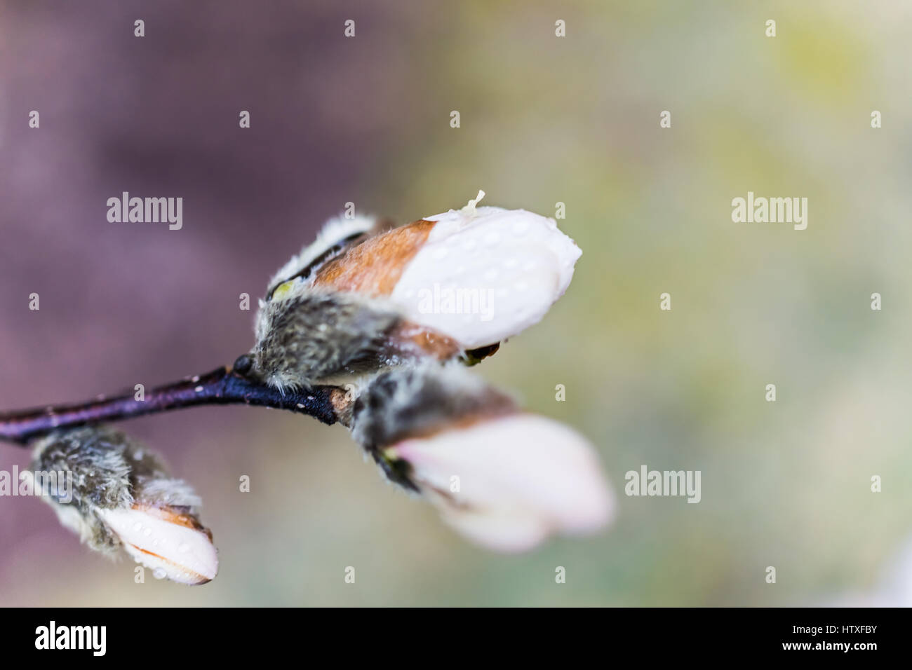 Magnolia bud early spring hi-res stock photography and images - Alamy
