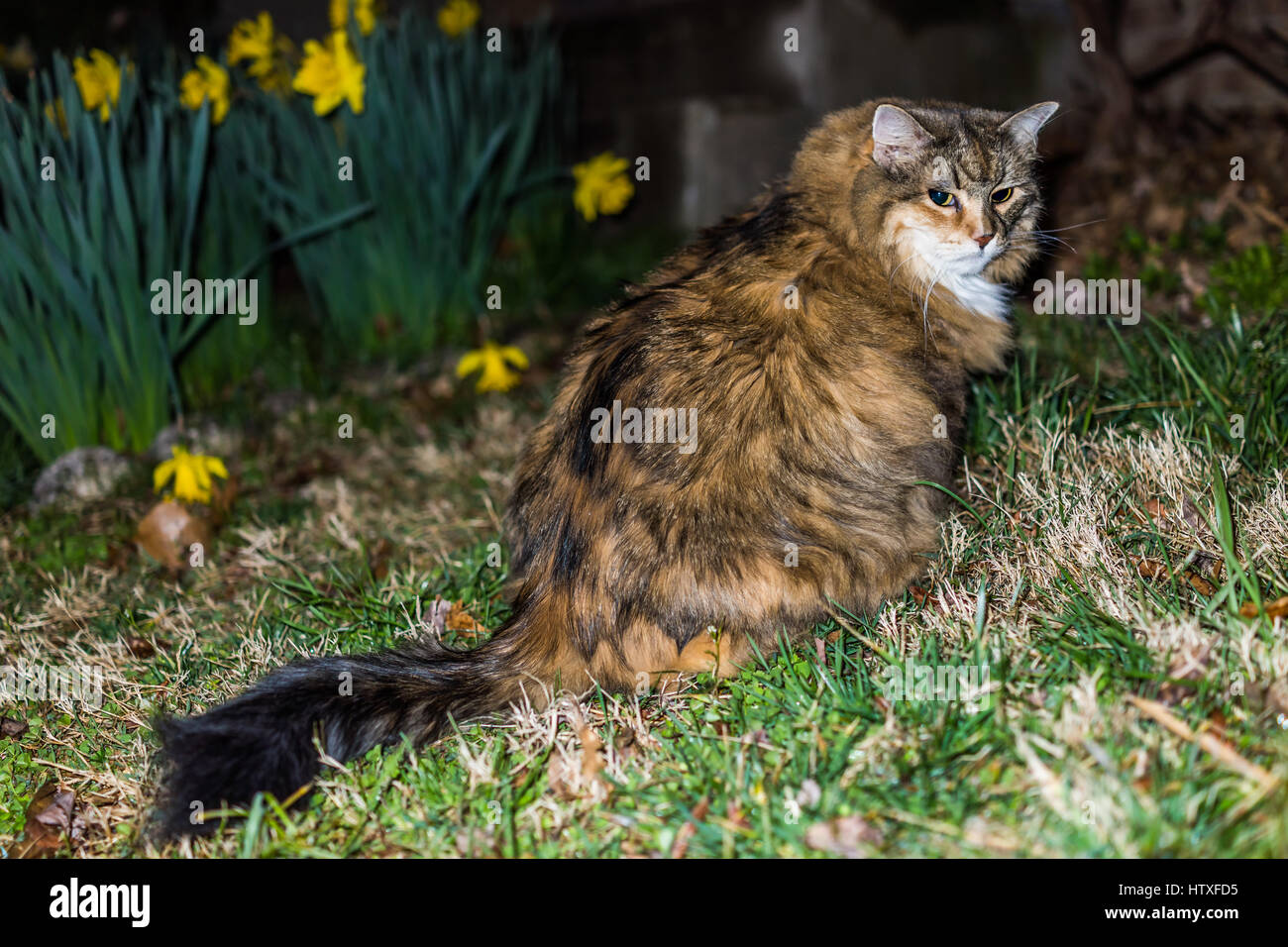 Angry maine coon cat at night in grass outside Stock Photo Alamy