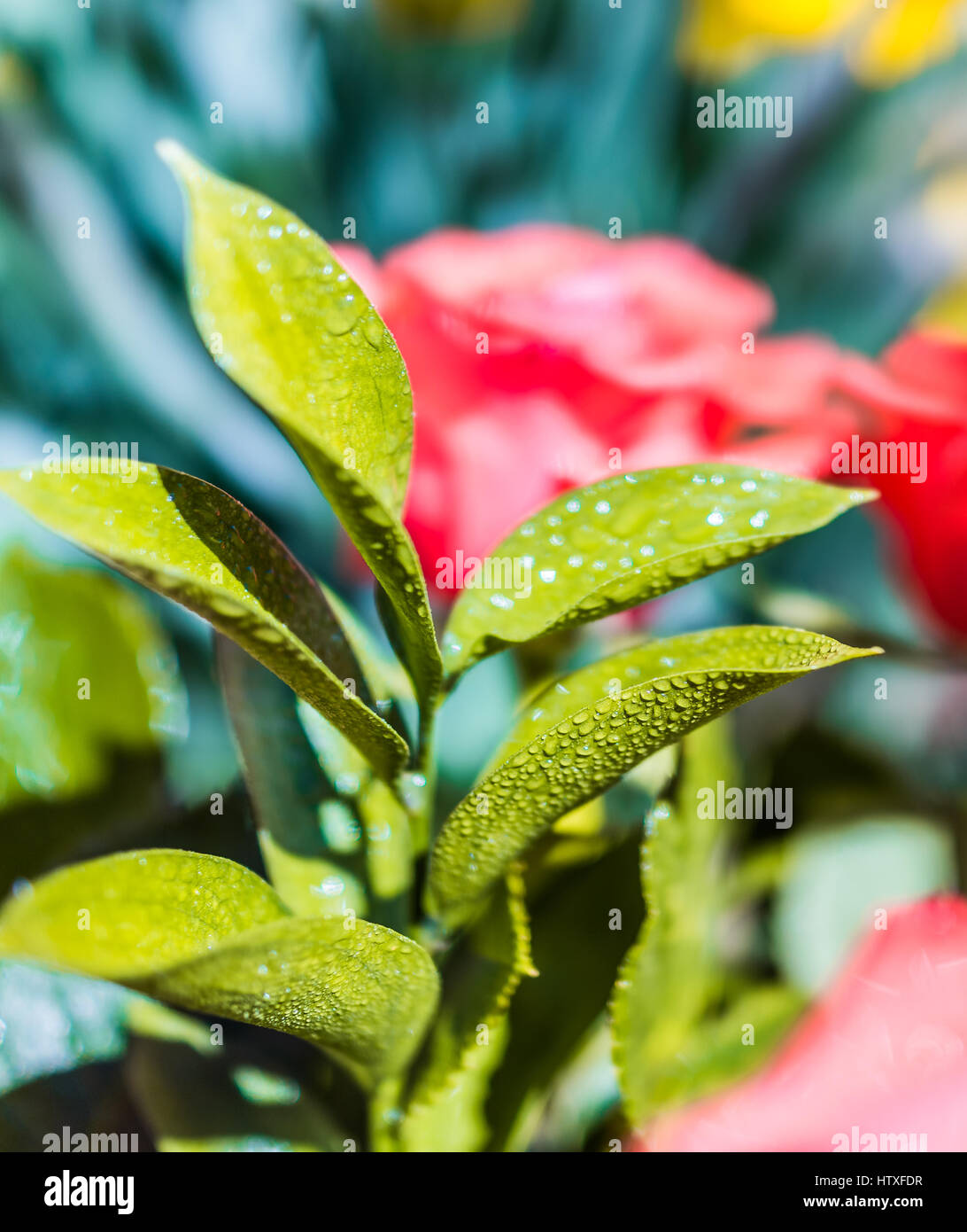 Wet yellow rose hi-res stock photography and images - Alamy