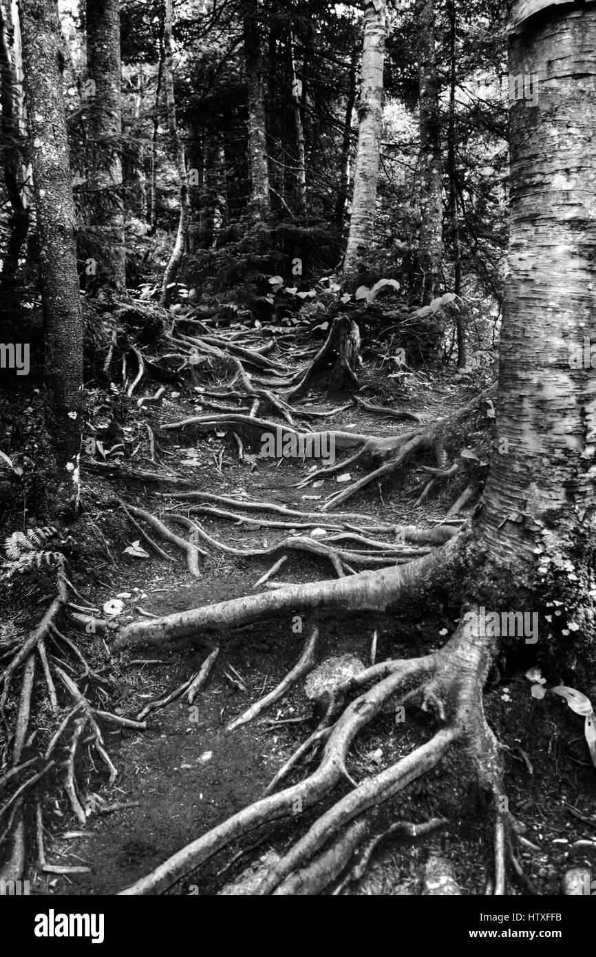 Plant tree roots wood root wood Black and White Stock Photos & Images ...