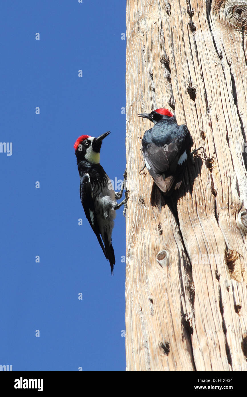 Acorn Woodpeckers on tree in California Stock Photo
