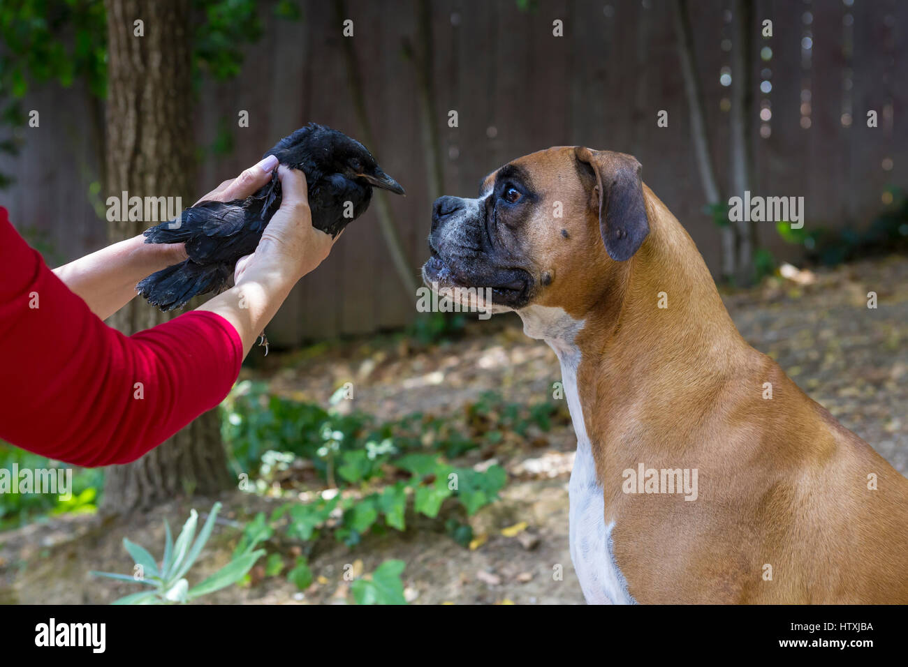 American crow, fledgling crow, injured bird, bird fallen from nest, curious, German Boxer, Novato, Marin County, California Stock Photo