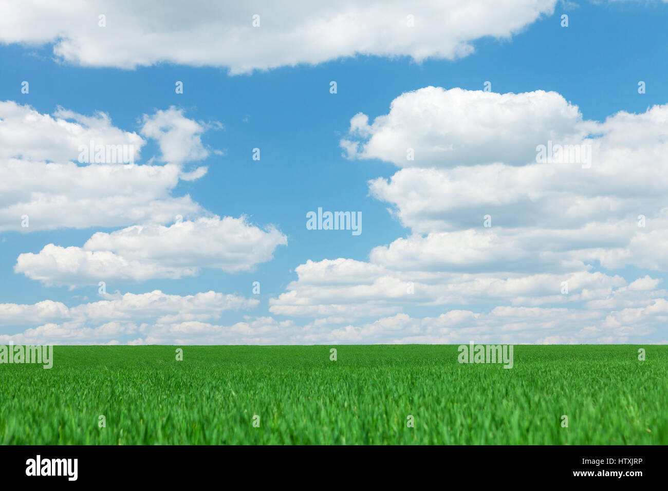 Green grass field and blue sky with clouds. Summer landscape Stock ...