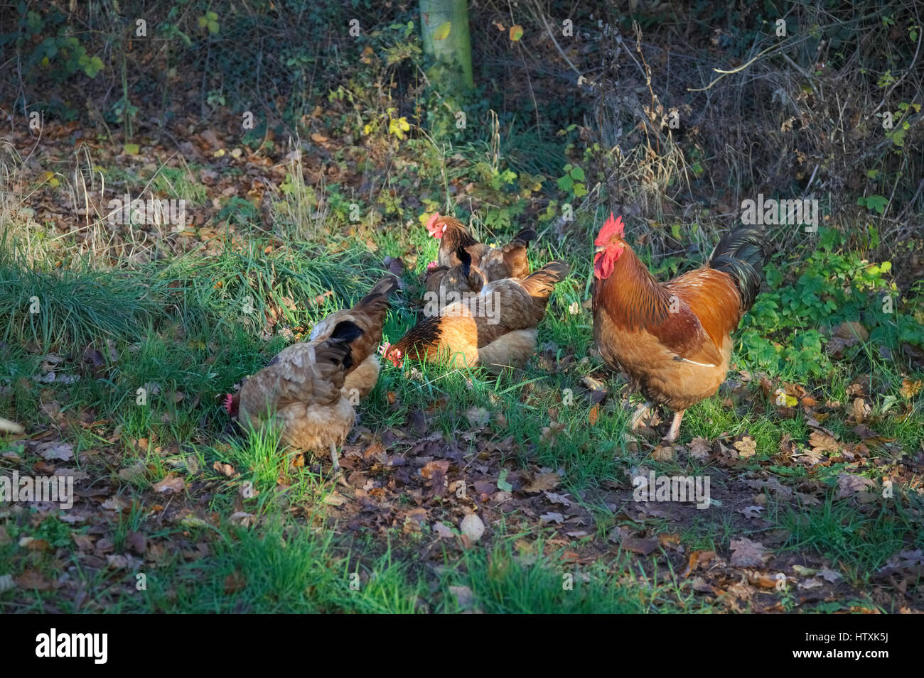 Buff Sussex Rooster with Buff Sussex x Voerwerk hens Stock Photo